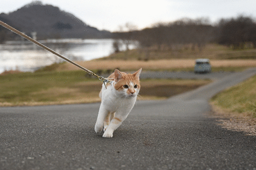 ちわりくんのありふれた毎日iii ちわりくんのありふれた毎日iii