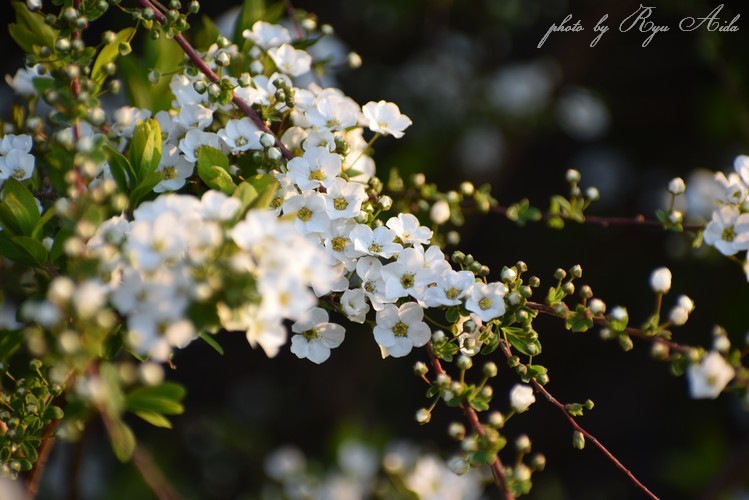 雪柳開花_f0332795_09425439.jpg