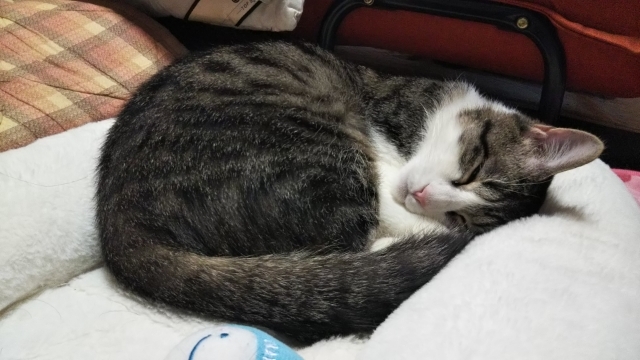 今日のみやこ。日替わり添い寝。_a0105396_15444085.jpg