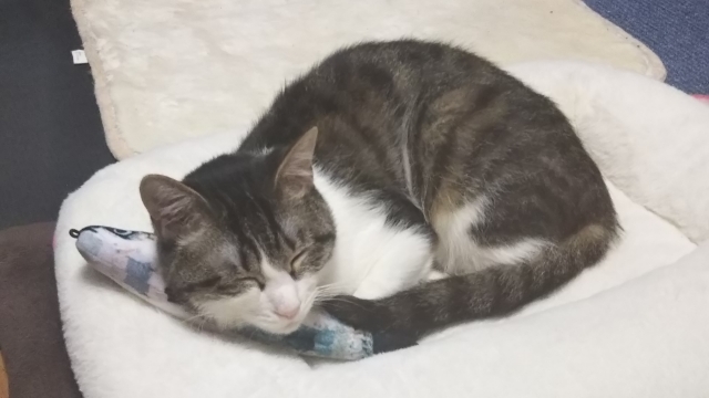 今日のみやこ。日替わり添い寝。_a0105396_15453977.jpg