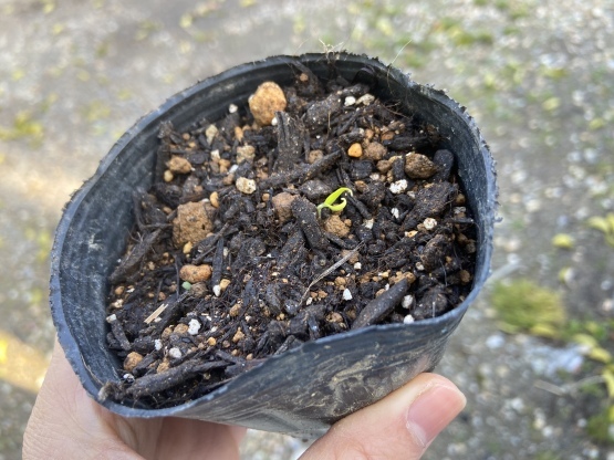 茄子とホラパーの発芽とノコギリコリアンダーの種蒔き 楽園生活