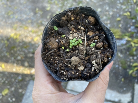 茄子とホラパーの発芽とノコギリコリアンダーの種蒔き 楽園生活