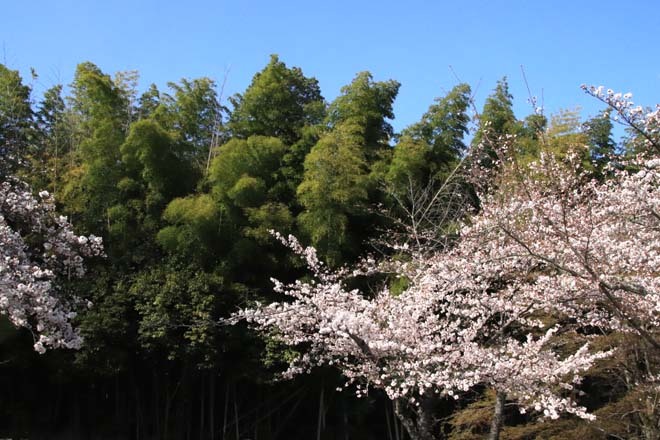 桜満開　嵐山と亀山公園_e0048413_20412217.jpg