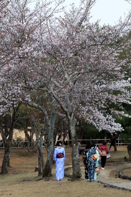 桜満開　嵐山と亀山公園_e0048413_20412748.jpg