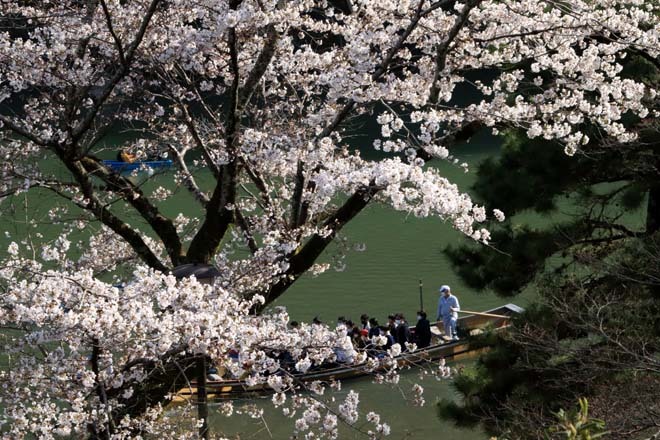 桜満開　嵐山と亀山公園_e0048413_20414699.jpg