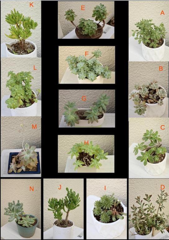 お家組の多肉植物を外へ 光さんの日常2 お家組の多肉植物を外へ 光さんの日常2
