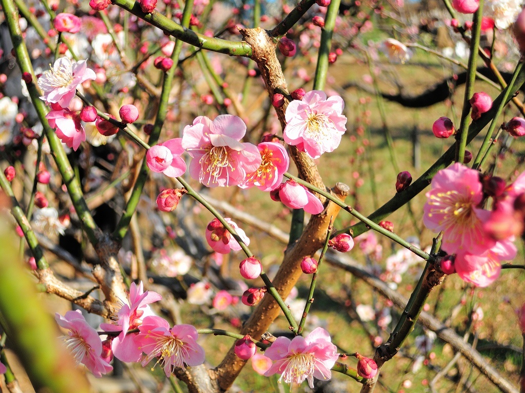 ある風景:Okurayama, Yokohama@2021 Spring #2_d0393923_22220551.jpg