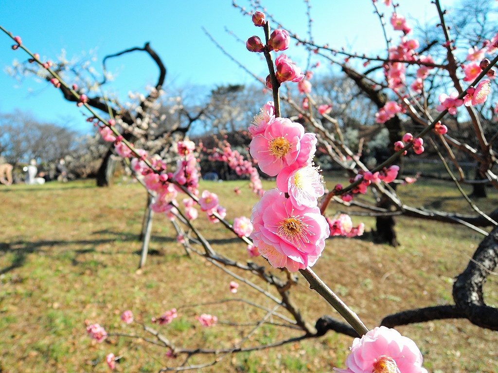 ある風景:Okurayama, Yokohama@2021 Spring #2_d0393923_22220559.jpg