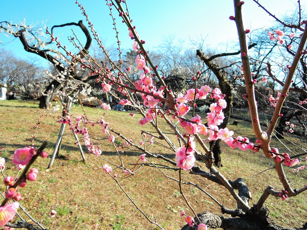 ある風景:Okurayama, Yokohama@2021 Spring #2_d0393923_22220573.jpg