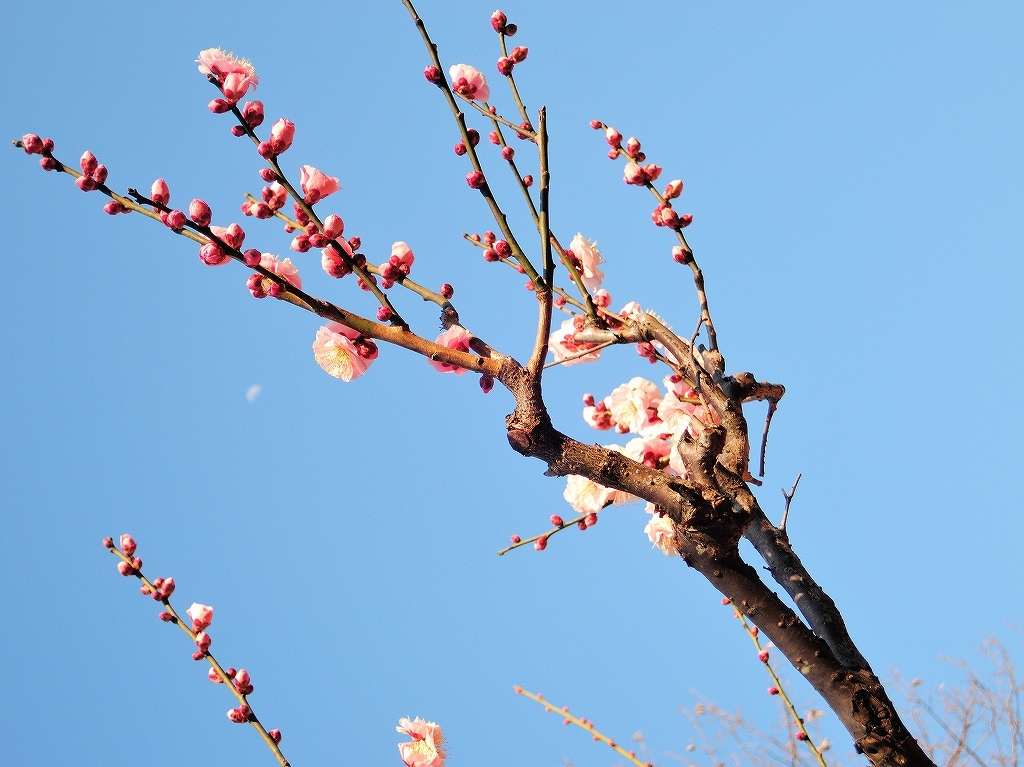 ある風景:Okurayama, Yokohama@2021 Spring #2_d0393923_22220669.jpg