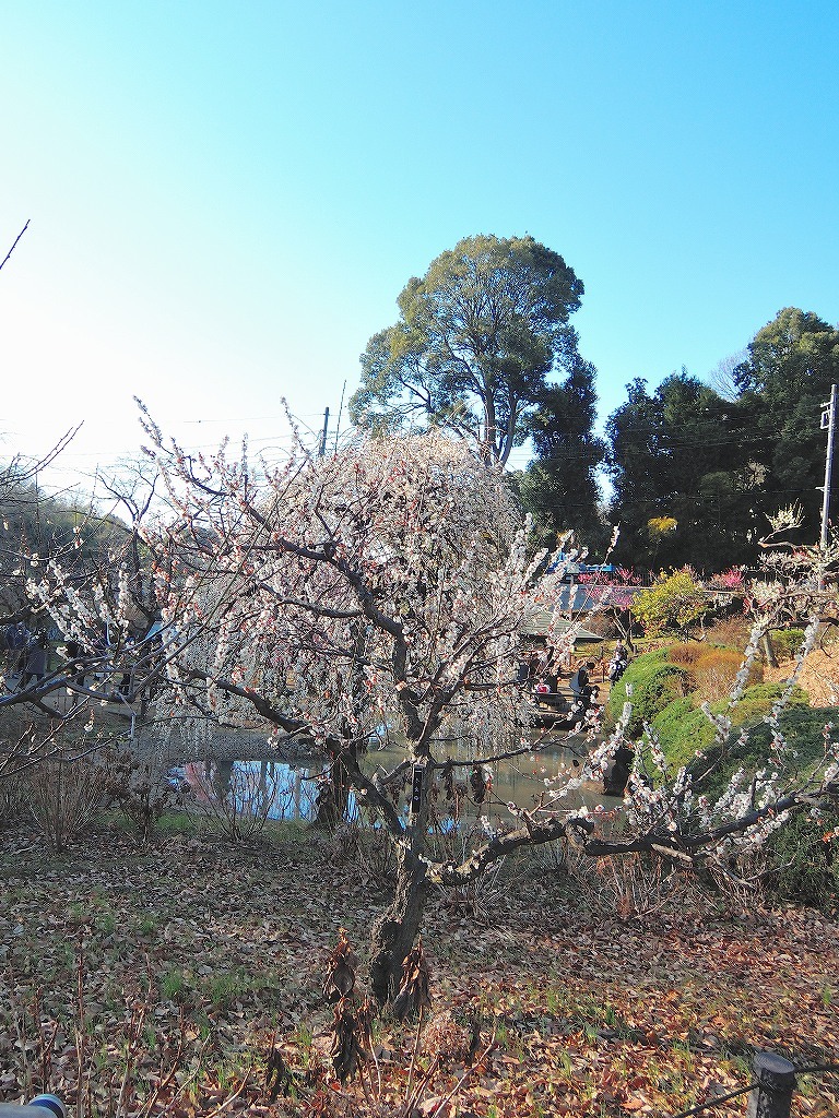 ある風景:Okurayama, Yokohama@2021 Spring #2_d0393923_22220681.jpg