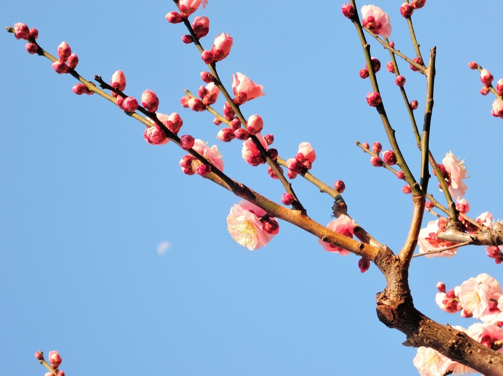 ある風景:Okurayama, Yokohama@2021 Spring #2_d0393923_22220682.jpg