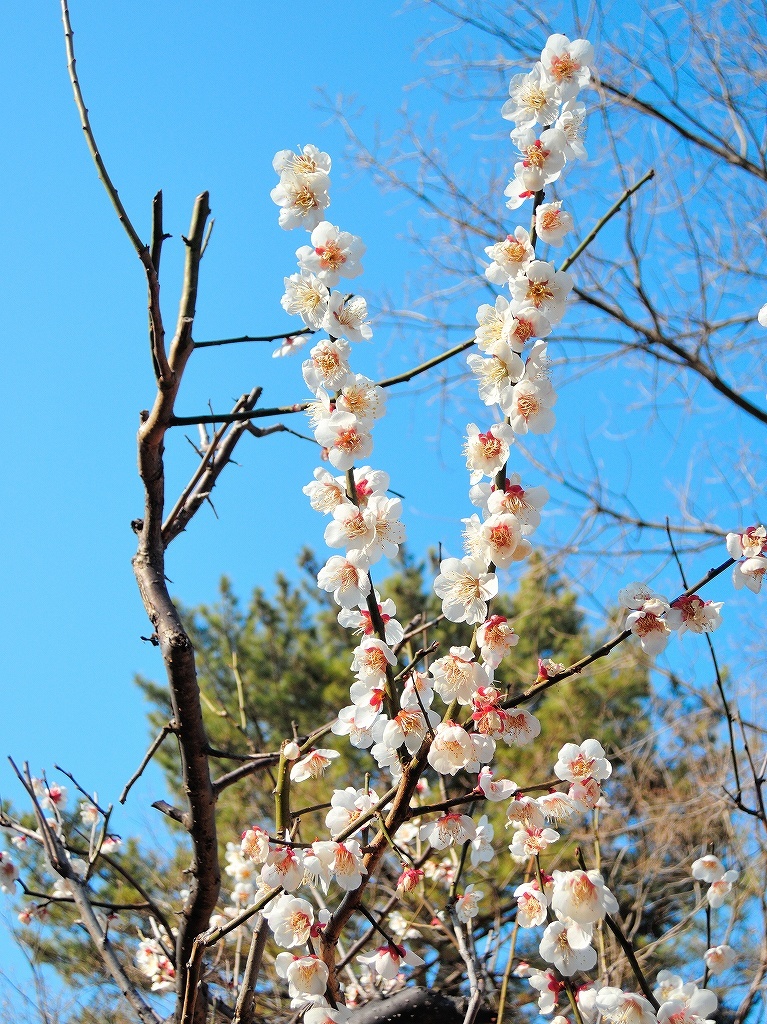 ある風景:Okurayama, Yokohama@2021 Spring #2_d0393923_22221853.jpg