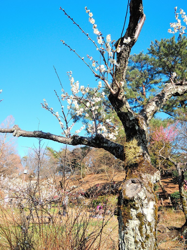 ある風景:Okurayama, Yokohama@2021 Spring #2_d0393923_22221864.jpg