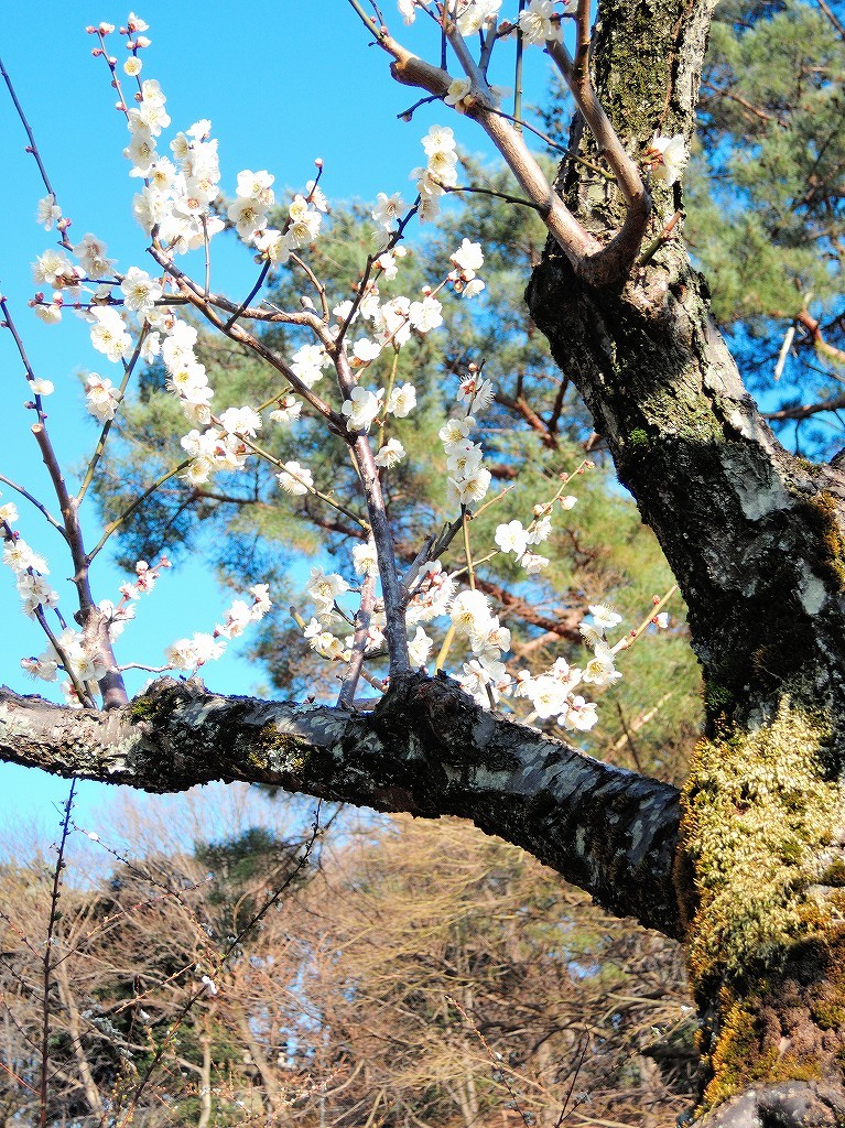 ある風景:Okurayama, Yokohama@2021 Spring #2_d0393923_22221886.jpg