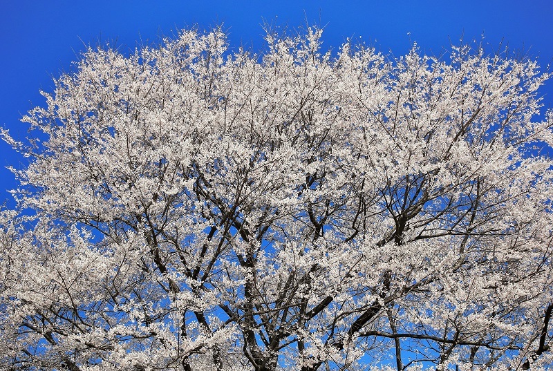 淡墨桜・・・(4506)_e0349324_22175587.jpg