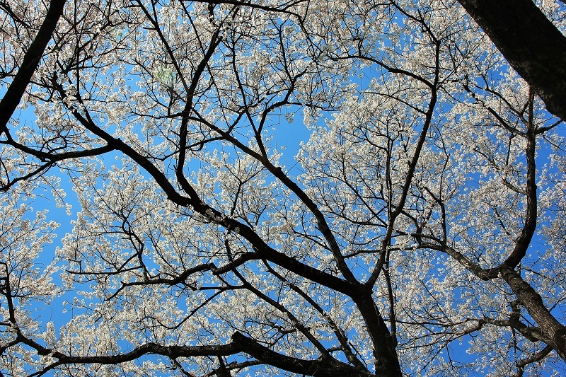 淡墨桜・・・(4506)_e0349324_22180253.jpg