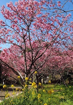 横山展望台と陽光桜_f0129726_16031925.jpg