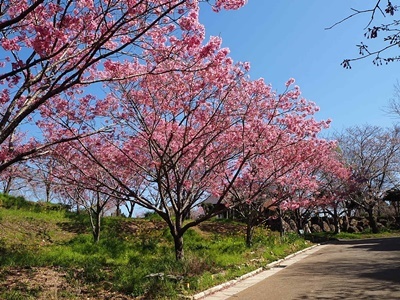 横山展望台と陽光桜_f0129726_16032104.jpg