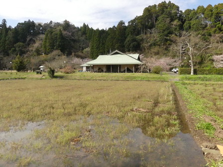 田に水が入ると、、。オオシマザクラも満開。_a0123836_17410560.jpg