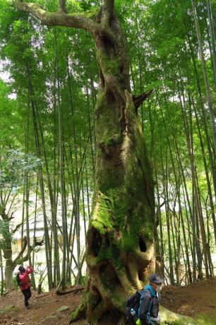 丹波篠山『金山』と春の妖精_c0218841_14084519.jpg