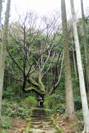 丹波篠山『金山』と春の妖精_c0218841_15053011.jpg