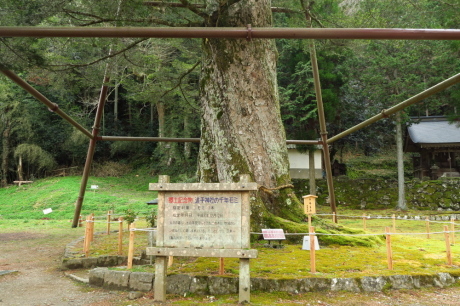 丹波篠山『金山』と春の妖精_c0218841_15055391.jpg