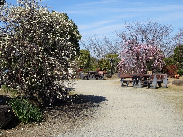 和泉リサイクル環境公園・日本庭園とラッパ水仙_b0299042_22045140.jpg