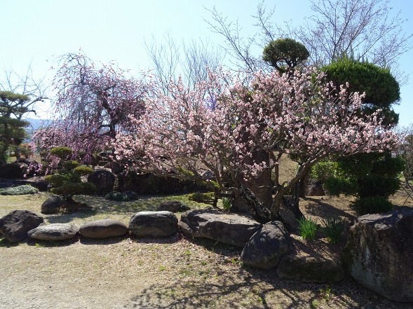 和泉リサイクル環境公園・日本庭園とラッパ水仙_b0299042_22054816.jpg