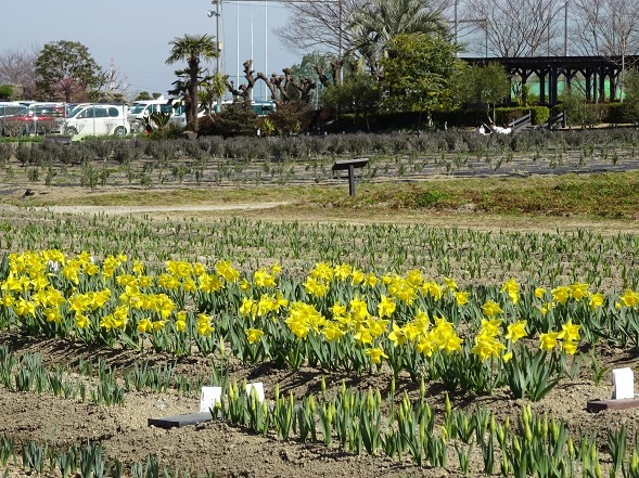 和泉リサイクル環境公園・日本庭園とラッパ水仙_b0299042_22060050.jpg