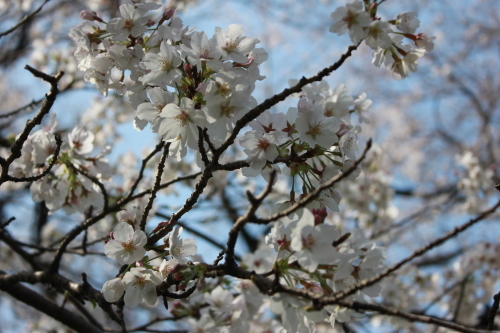 桜満開！満開！と言うので行ってみた_c0137444_22273400.jpg