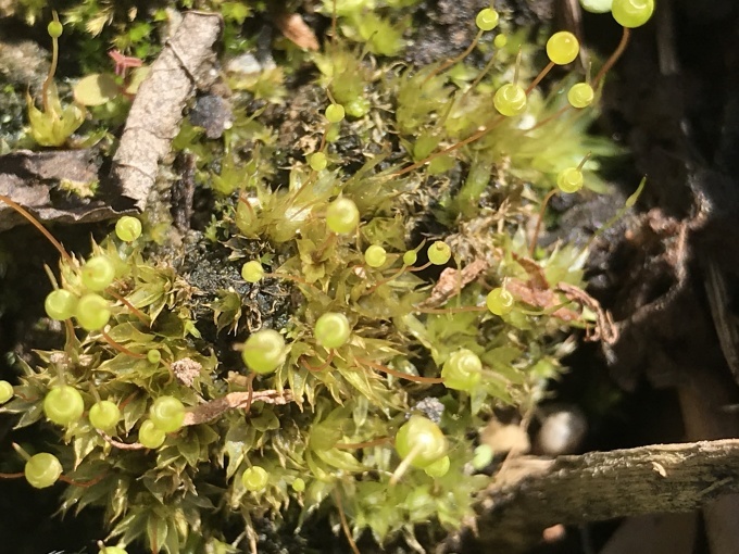 苔の上のまるいの_d0101846_15240488.jpeg