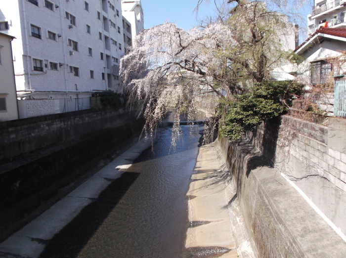 憲法便り＃４６７４：季節の詩『さくら川』を再録しました。２枚の写真を新たに添えました！_c0295254_20415624.jpg