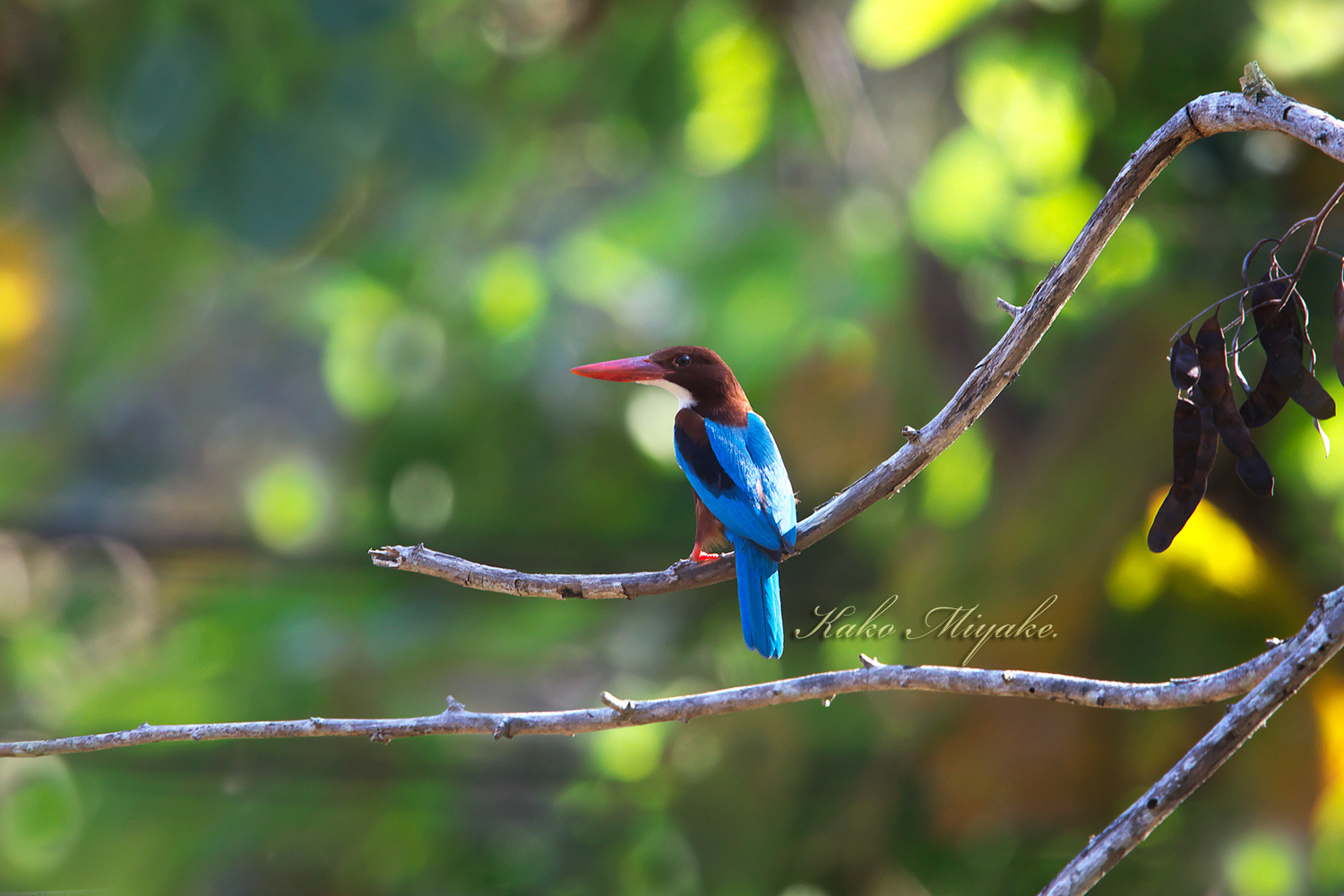 野鳥 鳥 羽根 ヤマショウビンの羽根 野鳥 鳥 羽根 ヤマショウビンの羽根 ヤマショウビン 野鳥 - 図鑑.jp