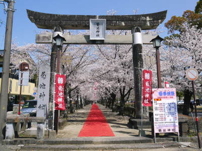 菊池公園、菊池神社の桜photoコレクション 2021　ビューポイントも紹介！ _a0254656_17553360.jpg