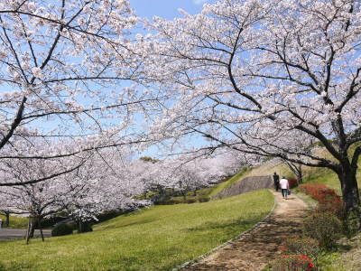 菊池公園、菊池神社の桜photoコレクション 2021 ビューポイントも紹介! _a0254656_17570493.jpg