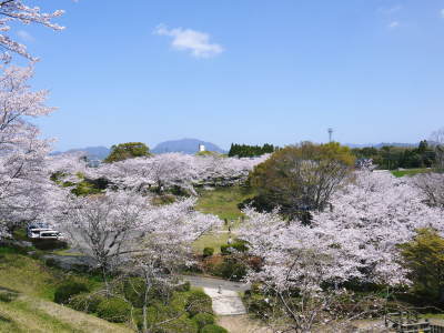 菊池公園、菊池神社の桜photoコレクション 2021 ビューポイントも紹介! _a0254656_18021693.jpg
