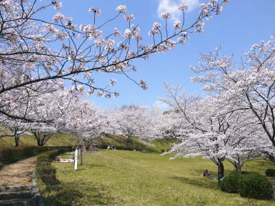 菊池公園、菊池神社の桜photoコレクション 2021　ビューポイントも紹介！ _a0254656_18092088.jpg