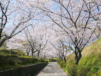 菊池公園、菊池神社の桜photoコレクション 2021 ビューポイントも紹介! _a0254656_18104704.jpg
