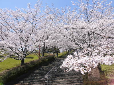 菊池公園、菊池神社の桜photoコレクション 2021 ビューポイントも紹介! _a0254656_18114647.jpg