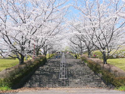 菊池公園、菊池神社の桜photoコレクション 2021 ビューポイントも紹介! _a0254656_18132602.jpg