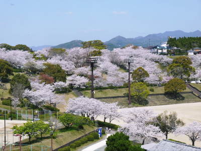 菊池公園、菊池神社の桜photoコレクション 2021　ビューポイントも紹介！ _a0254656_18152019.jpg