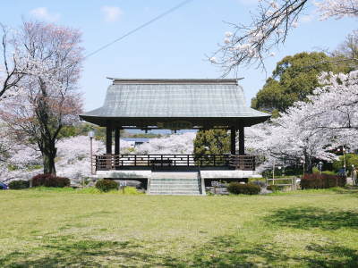 菊池公園、菊池神社の桜photoコレクション 2021　ビューポイントも紹介！ _a0254656_18183475.jpg