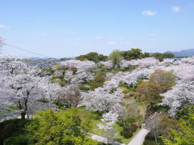 菊池公園、菊池神社の桜photoコレクション 2021　ビューポイントも紹介！ _a0254656_18193953.jpg