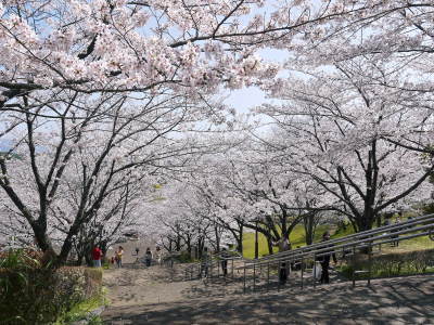 菊池公園、菊池神社の桜photoコレクション 2021　ビューポイントも紹介！ _a0254656_18234713.jpg