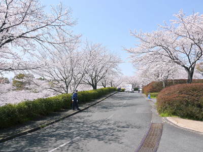 菊池公園、菊池神社の桜photoコレクション 2021 ビューポイントも紹介! _a0254656_18252745.jpg