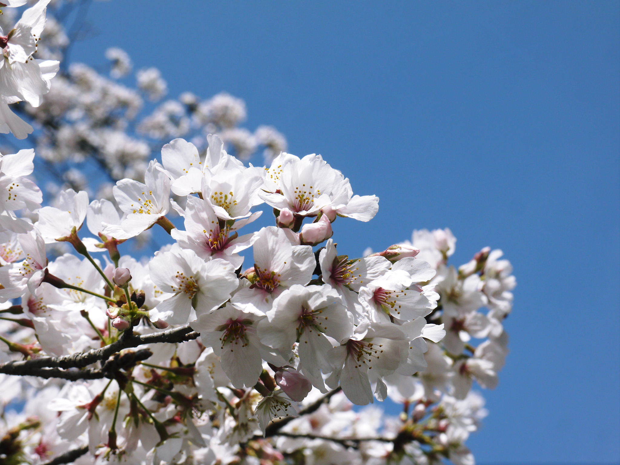 菊池公園、菊池神社の桜photoコレクション 2021　ビューポイントも紹介！ _a0254656_18273973.jpg