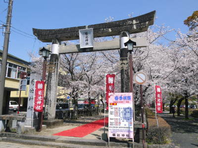 菊池公園、菊池神社の桜photoコレクション 2021　ビューポイントも紹介！ _a0254656_18332220.jpg