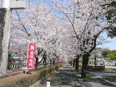 菊池公園、菊池神社の桜photoコレクション 2021　ビューポイントも紹介！ _a0254656_18340708.jpg