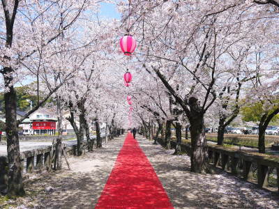 菊池公園、菊池神社の桜photoコレクション 2021　ビューポイントも紹介！ _a0254656_18352439.jpg